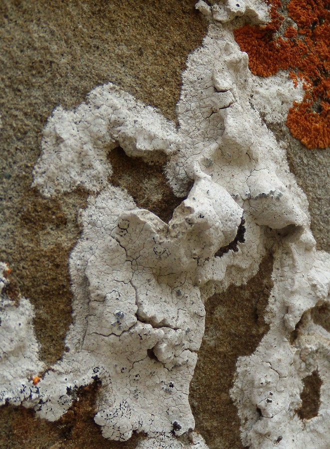 Diploschistes ocellatus - sulle arenarie della Laga